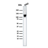 Western Blot - Anti-CD43 Antibody [SPN/3388] - BSA and Azide free (A253205) - Antibodies.com