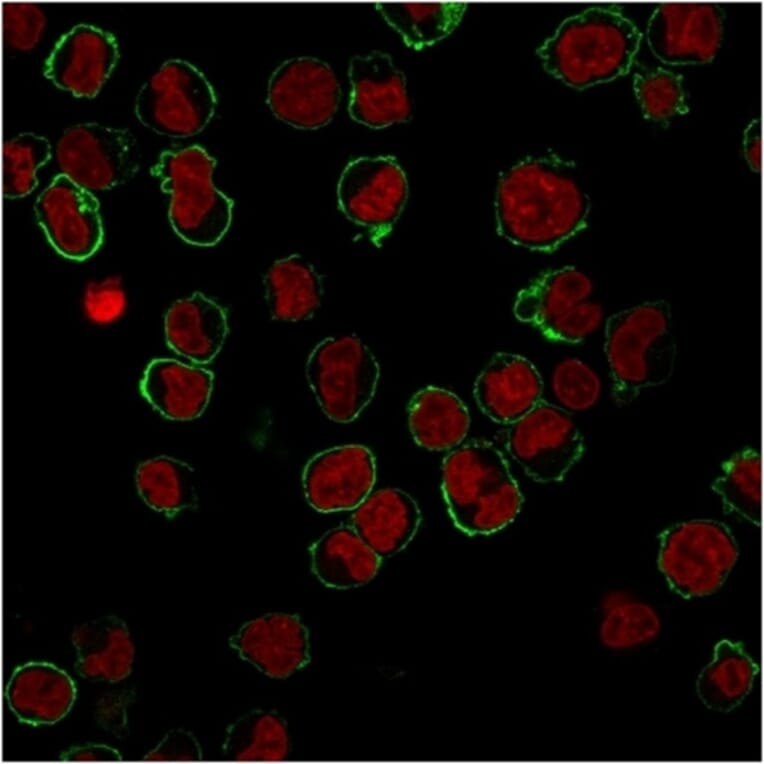 Immunofluorescence - Anti-CD43 Antibody [DF-T1] - BSA and Azide free (A253206) - Antibodies.com