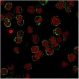 Immunofluorescence - Anti-CD43 Antibody [DF-T1] - BSA and Azide free (A253206) - Antibodies.com