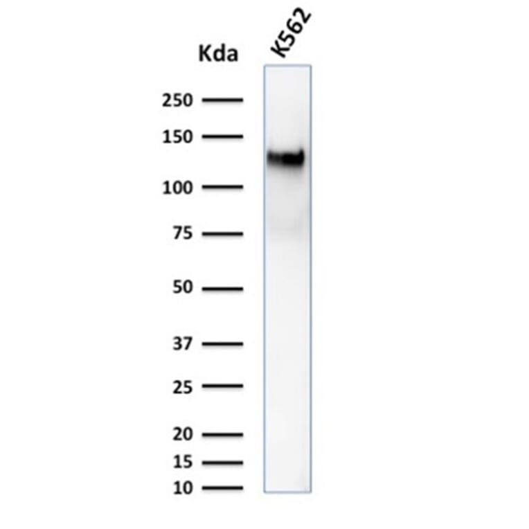 Western Blot - Anti-CD43 Antibody [DF-T1] - BSA and Azide free (A253206) - Antibodies.com