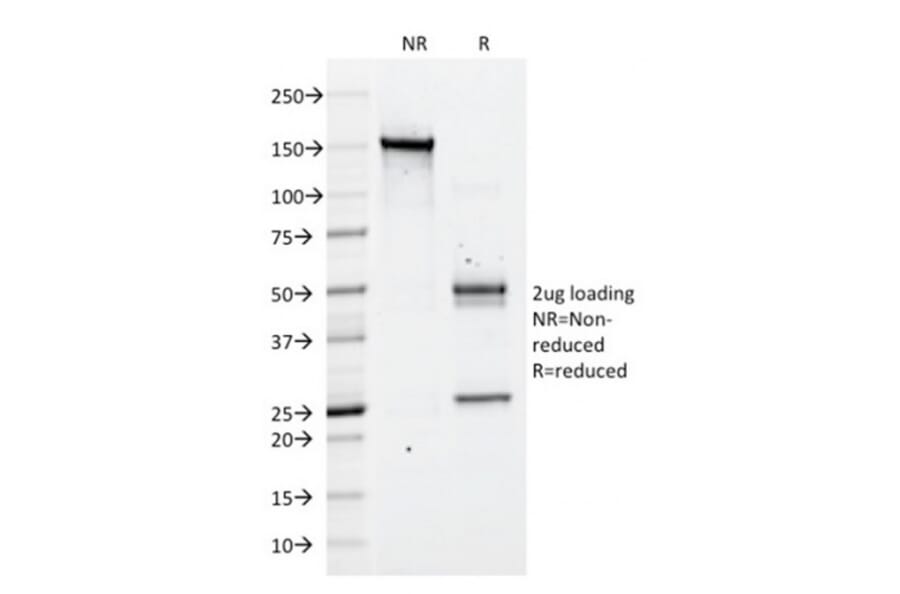 SDS-PAGE - Anti-CD43 Antibody [DF-T1] - BSA and Azide free (A253206) - Antibodies.com