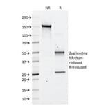 SDS-PAGE - Anti-CD43 Antibody [DF-T1] - BSA and Azide free (A253206) - Antibodies.com