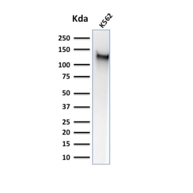 Western Blot - Anti-CD43 Antibody [SPM503] - BSA and Azide free (A253207) - Antibodies.com