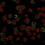 Immunofluorescence - Anti-CD43 Antibody [SPN/839] - BSA and Azide free (A253208) - Antibodies.com
