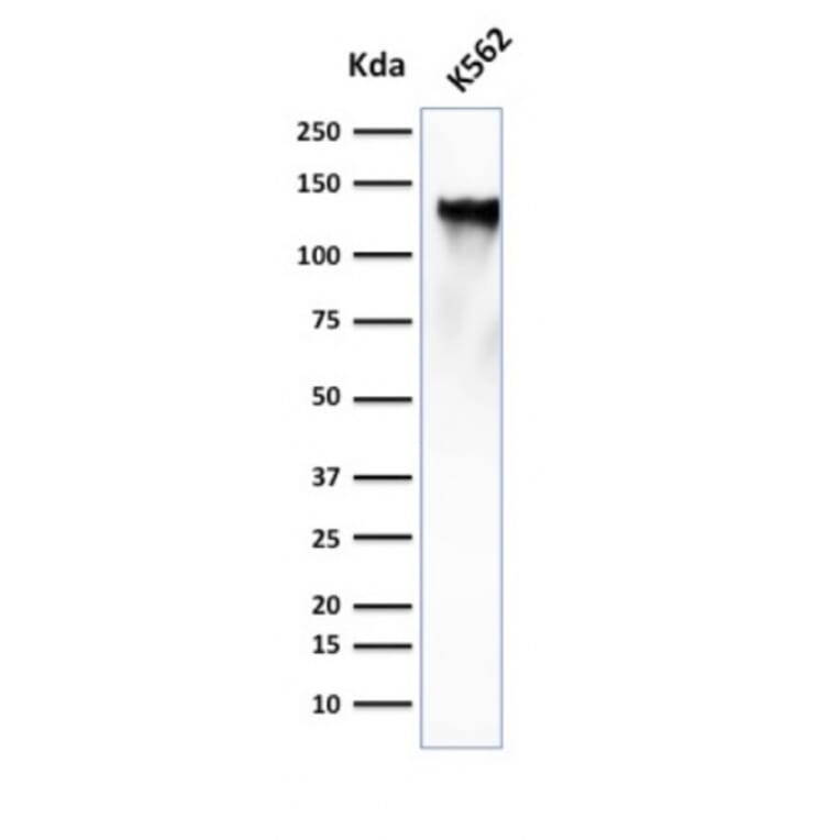 Western Blot - Anti-CD43 Antibody [SPN/839] - BSA and Azide free (A253208) - Antibodies.com