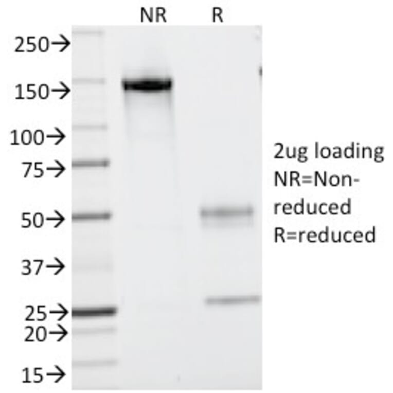 SDS-PAGE - Anti-CD43 Antibody [SPN/839] - BSA and Azide free (A253208) - Antibodies.com
