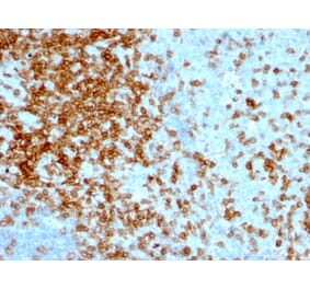 Immunohistochemistry - Anti-CD43 Antibody [84-3C1] - BSA and Azide free (A253209) - Antibodies.com