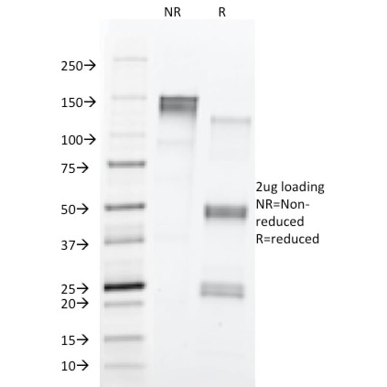 SDS-PAGE - Anti-CD43 Antibody [84-3C1] - BSA and Azide free (A253209) - Antibodies.com