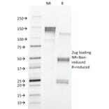 SDS-PAGE - Anti-CD43 Antibody [84-3C1] - BSA and Azide free (A253209) - Antibodies.com