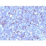 Immunohistochemistry - Anti-CD43 Antibody [SPN/1094] - BSA and Azide free (A253210) - Antibodies.com