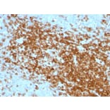 Immunohistochemistry - Anti-CD43 Antibody [SPN/1094] - BSA and Azide free (A253210) - Antibodies.com
