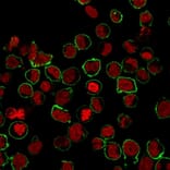 Immunofluorescence - Anti-CD43 Antibody [SPN/1094] - BSA and Azide free (A253209) - Antibodies.com