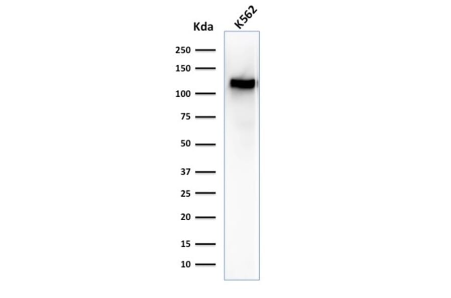 Western Blot - Anti-CD43 Antibody [SPN/1094] - BSA and Azide free (A253210) - Antibodies.com