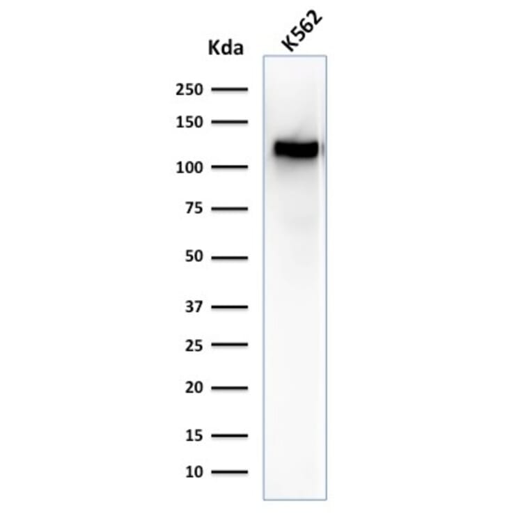 Western Blot - Anti-CD43 Antibody [SPN/1094] - BSA and Azide free (A253210) - Antibodies.com