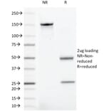 SDS-PAGE - Anti-CD43 Antibody [rSPN/1094] - BSA and Azide free (A253211) - Antibodies.com