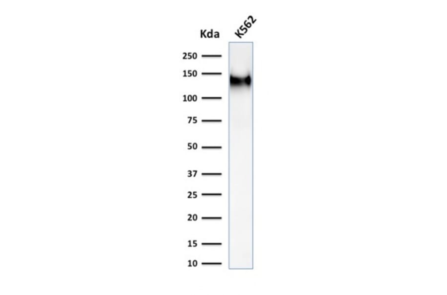 Western Blot - Anti-CD43 Antibody [rSPN/1094] - BSA and Azide free (A253211) - Antibodies.com
