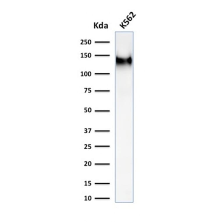 Western Blot - Anti-CD43 Antibody [rSPN/1094] - BSA and Azide free (A253211) - Antibodies.com