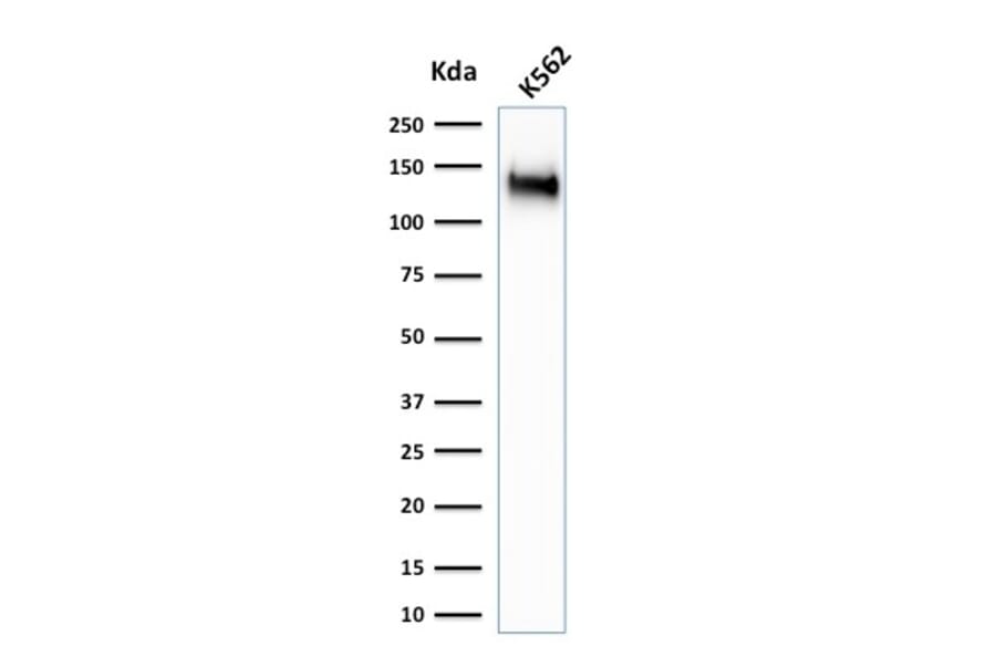 Western Blot - Anti-CD43 Antibody [SPN/1766R] - BSA and Azide free (A253212) - Antibodies.com
