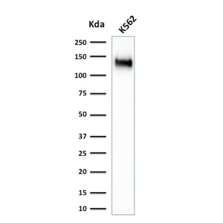 Western Blot - Anti-CD43 Antibody [SPN/1766R] - BSA and Azide free (A253212) - Antibodies.com