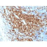 Immunohistochemistry - Anti-CD43 Antibody [SPN/2049R] - BSA and Azide free (A253213) - Antibodies.com