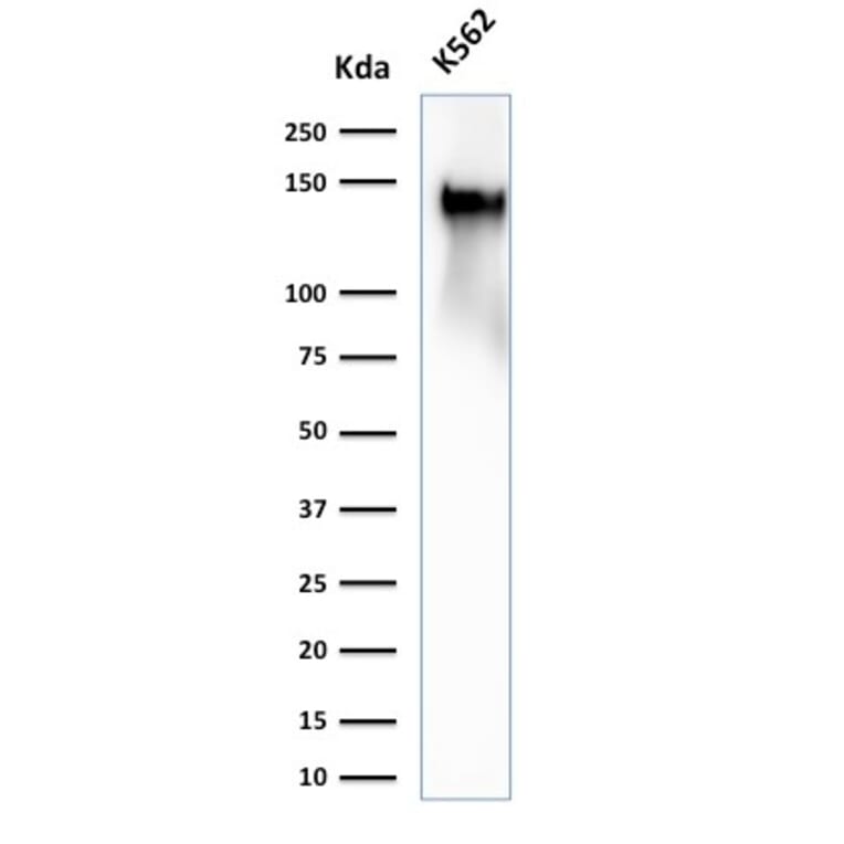 Western Blot - Anti-CD43 Antibody [SPN/2049R] - BSA and Azide free (A253213) - Antibodies.com