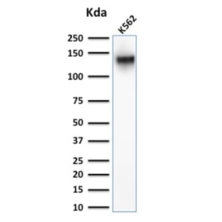 Western Blot - Anti-CD43 Antibody - BSA and Azide free (A253214) - Antibodies.com