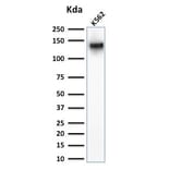 Western Blot - Anti-CD43 Antibody - BSA and Azide free (A253214) - Antibodies.com