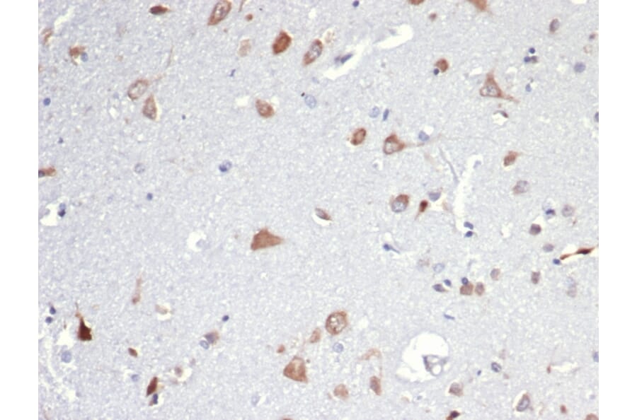 Immunohistochemistry - Anti-Osteopontin Antibody [OSP/4589] - BSA and Azide free (A253214) - Antibodies.com