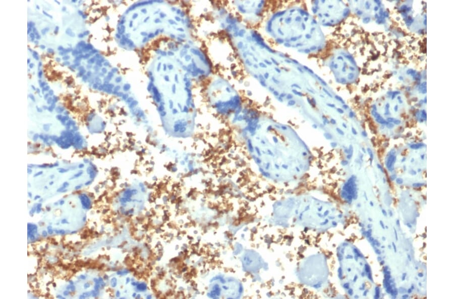 Immunohistochemistry - Anti-alpha 1 Spectrin Antibody [SPTA1/1810] - BSA and Azide free (A253216) - Antibodies.com