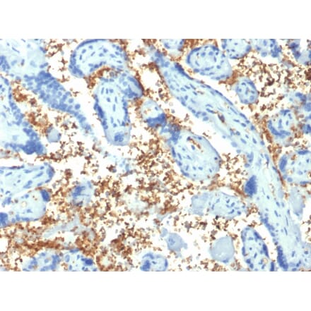 Immunohistochemistry - Anti-alpha 1 Spectrin Antibody [SPTA1/1810] - BSA and Azide free (A253216) - Antibodies.com