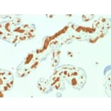 Immunohistochemistry - Anti-alpha 1 Spectrin Antibody [SPTA1/1832] - BSA and Azide free (A253217) - Antibodies.com