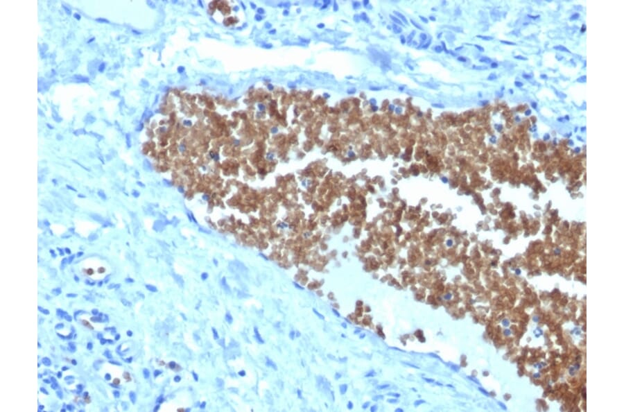Immunohistochemistry - Anti-alpha 1 Spectrin Antibody [SPTA1/1832] - BSA and Azide free (A253217) - Antibodies.com
