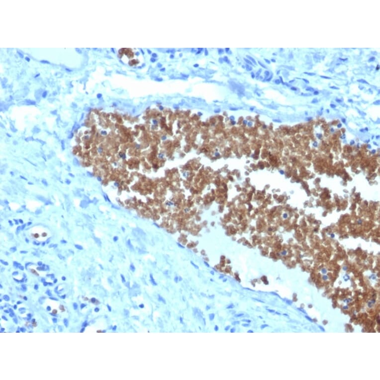 Immunohistochemistry - Anti-alpha 1 Spectrin Antibody [SPTA1/1832] - BSA and Azide free (A253217) - Antibodies.com
