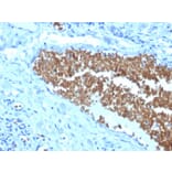 Immunohistochemistry - Anti-alpha 1 Spectrin Antibody [SPTA1/1832] - BSA and Azide free (A253217) - Antibodies.com