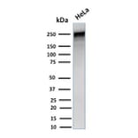 Western Blot - Anti-alpha 1 Spectrin Antibody [SPTA1/1832] - BSA and Azide free (A253217) - Antibodies.com