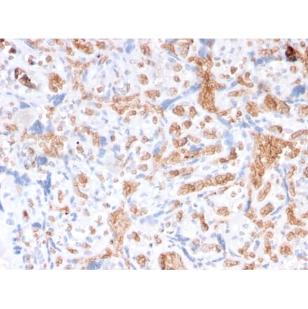 Immunohistochemistry - Anti-alpha 1 Spectrin Antibody [rSPTA1/1832] - BSA and Azide free (A253218) - Antibodies.com