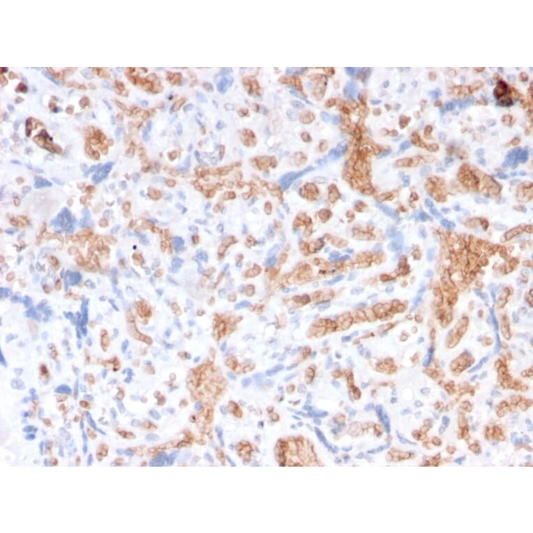 Immunohistochemistry - Anti-alpha 1 Spectrin Antibody [rSPTA1/1832] - BSA and Azide free (A253218) - Antibodies.com