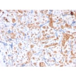 Immunohistochemistry - Anti-alpha 1 Spectrin Antibody [rSPTA1/1832] - BSA and Azide free (A253218) - Antibodies.com