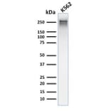 Western Blot - Anti-alpha 1 Spectrin Antibody [rSPTA1/1832] - BSA and Azide free (A253218) - Antibodies.com