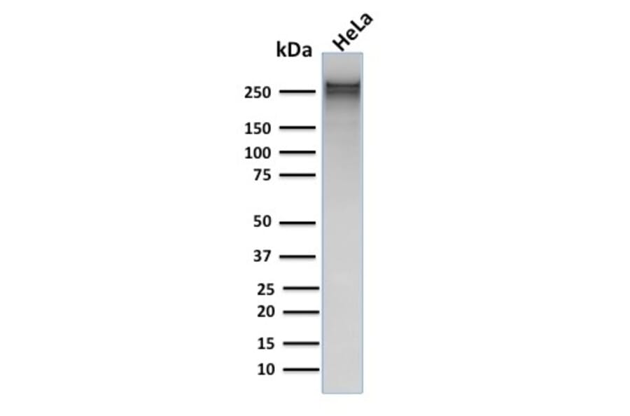 Western Blot - Anti-alpha 1 Spectrin Antibody [rSPTA1/1832] - BSA and Azide free (A253218) - Antibodies.com