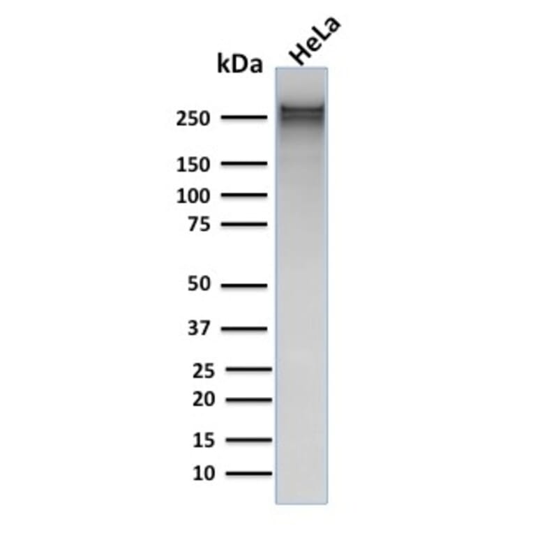 Western Blot - Anti-alpha 1 Spectrin Antibody [rSPTA1/1832] - BSA and Azide free (A253218) - Antibodies.com