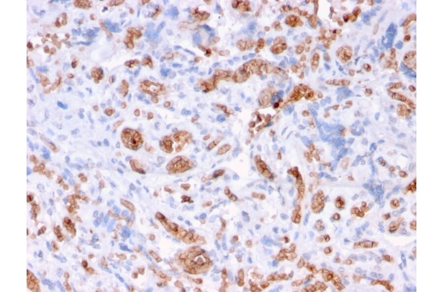 Immunohistochemistry - Anti-alpha 1 Spectrin Antibody [rSPTA1/1832] - BSA and Azide free (A253217) - Antibodies.com