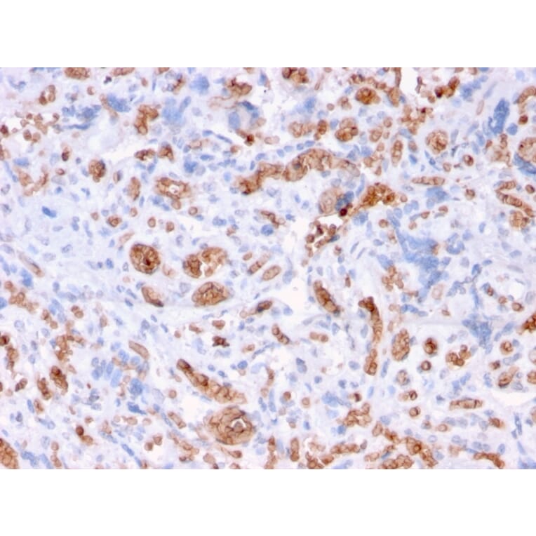 Immunohistochemistry - Anti-alpha 1 Spectrin Antibody [rSPTA1/1832] - BSA and Azide free (A253217) - Antibodies.com