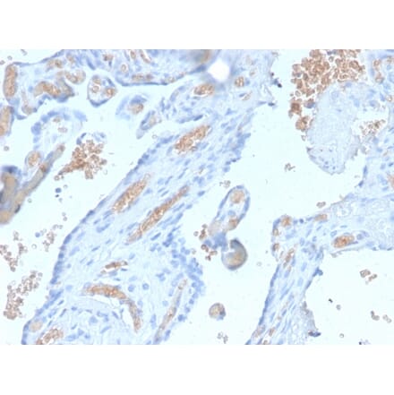 Immunohistochemistry - Anti-alpha 1 Spectrin Antibody [SPTA1/2939R] - BSA and Azide free (A253219) - Antibodies.com