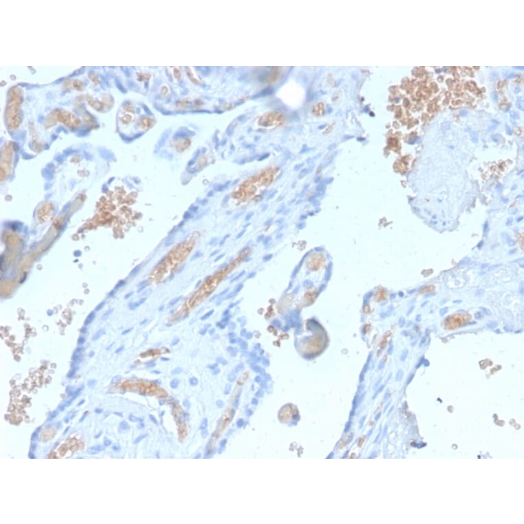 Immunohistochemistry - Anti-alpha 1 Spectrin Antibody [SPTA1/2939R] - BSA and Azide free (A253219) - Antibodies.com