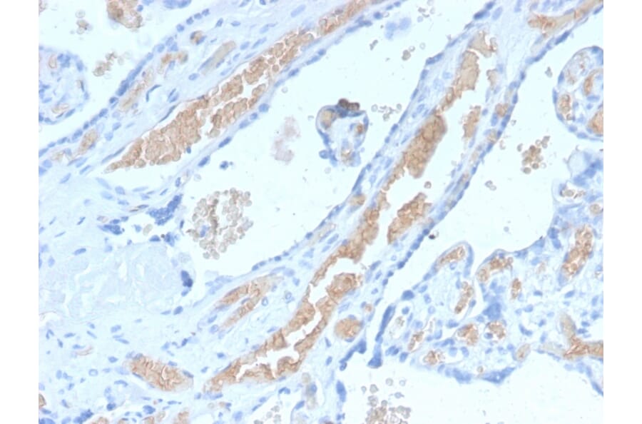 Immunohistochemistry - Anti-alpha 1 Spectrin Antibody [SPTA1/2939R] - BSA and Azide free (A253218) - Antibodies.com