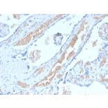 Immunohistochemistry - Anti-alpha 1 Spectrin Antibody [SPTA1/2939R] - BSA and Azide free (A253218) - Antibodies.com