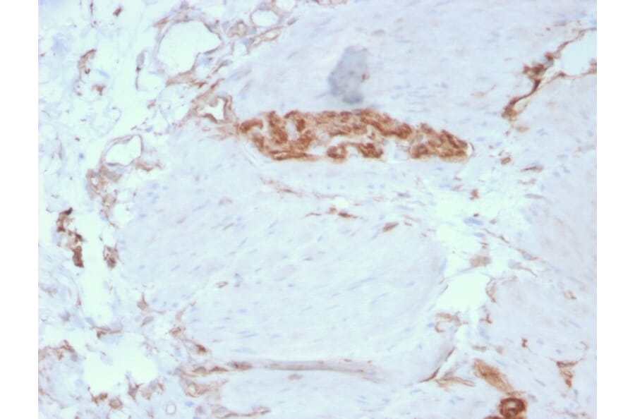 Immunohistochemistry - Anti-alpha Fodrin Antibody [SPTAN1/3351] - BSA and Azide free (A253220) - Antibodies.com
