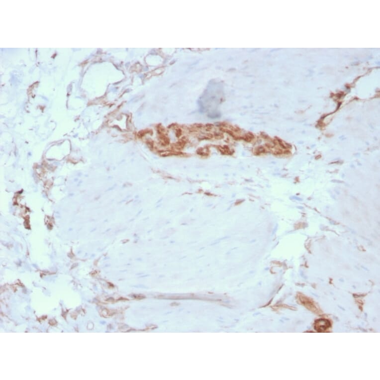 Immunohistochemistry - Anti-alpha Fodrin Antibody [SPTAN1/3351] - BSA and Azide free (A253220) - Antibodies.com