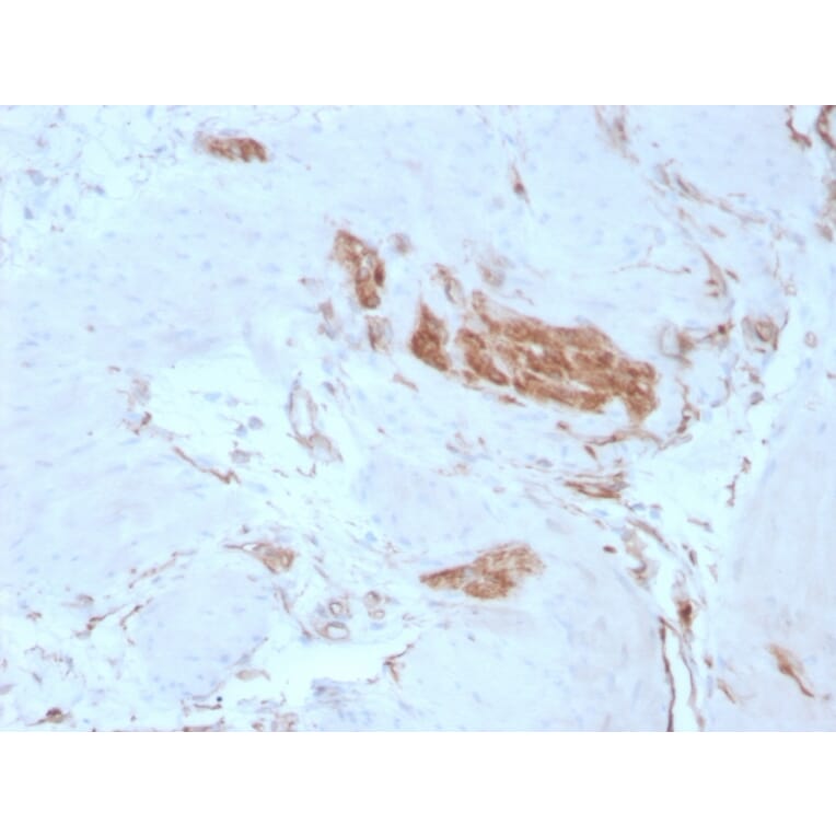 Immunohistochemistry - Anti-alpha Fodrin Antibody [SPTAN1/3351] - BSA and Azide free (A253220) - Antibodies.com